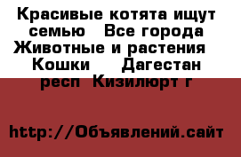 Красивые котята ищут семью - Все города Животные и растения » Кошки   . Дагестан респ.,Кизилюрт г.